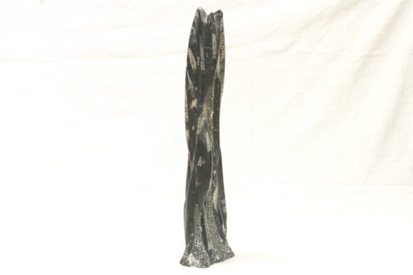 Věž orthoceras - Image 2
