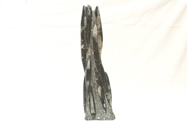 Věž orthoceras - Image 3
