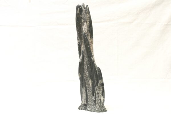 Věž orthoceras - Image 4