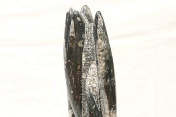 Věž orthoceras - Image 5