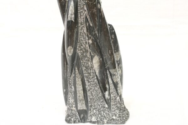 Věž orthoceras - Image 6