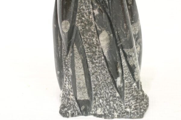Věž orthoceras - Image 7