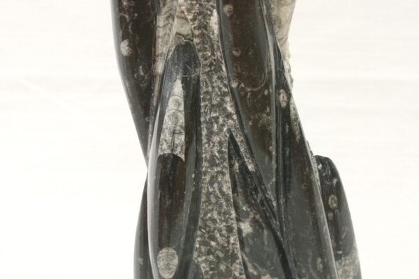 Věž orthoceras - Image 8