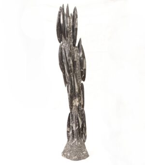Věž orthoceras