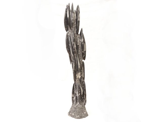 Orthoceras tower