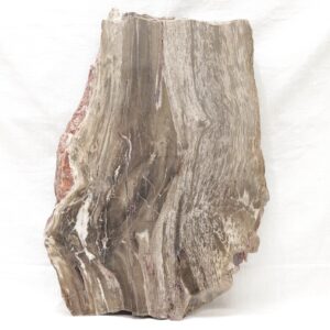 Petrified wood