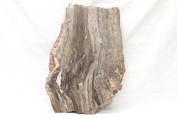 Petrified wood