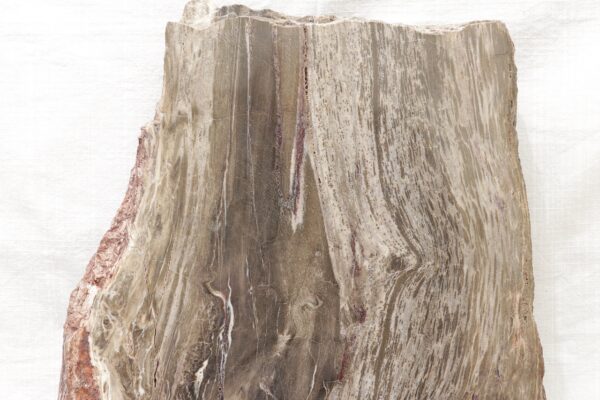 Petrified wood - Image 2