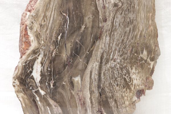 Petrified wood - Image 3