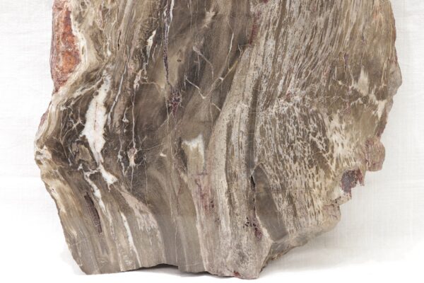 Petrified wood - Image 4