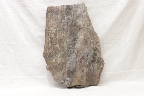 Petrified wood - Image 5