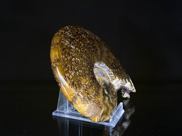 Amonit - Image 5